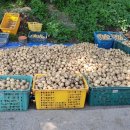 선희농장 이미지