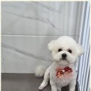 즐거운 애견미용 | 세종애견미용 산책이 즐거운 날, 반려동물 미용 후기