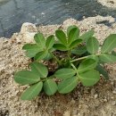 큰집농장 이미지