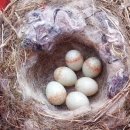 바우본가 이미지