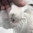 미사다나을동물병원 이미지