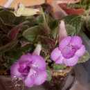 타우르스 이미지