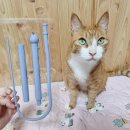 (주)페슬러 | 고양이낚시대 사냥의정석 쥐꼬리 장난감 내돈내산 솔직한 후기