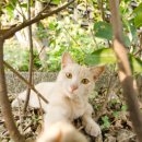 동물병원 HADA 이미지