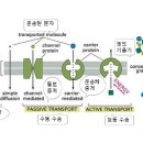 무기 영양소를 이용하여 필수 대사산물을 생산 이미지