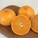 부자마트 | 천혜향 택배 맛집 - 제주부자네, 유통 마진 없는 제주...포장과 꿀맛 당도 리뷰, 마트보다 저렴해요~