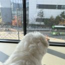 이도모터스 | 반려견 맞춤 패밀리카ㅣBMW X4 20i xDrive M Spt Pro SE LCI_P2 출고 후기(feat. 한성만 과장님 추천)