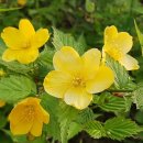 <b>사뿐</b> <b>사뿐</b> 훈풍타고 온 봄