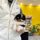 천안 강아지분양 고양이분양 나라애견본점 이미지