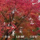 (주)경림 | [메이 일상] 11월 결산 | 잘 먹고 잘 쉬고 매 주 콘서트 다니고 가을이 이뻤던 November_9m88, 시그리드...