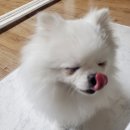 한입주개 이미지