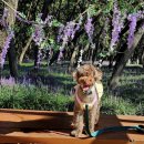 소현고택 | 군산 강아지산책 장항 송림산림욕장 산책 후 군산 소현고택 식사 코스 ㅡ 제티의 산책 코스