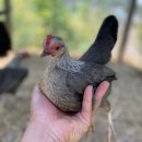 게임잉글리쉬 이미지