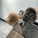 MS동물병원 이미지