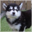 아이퍼피 이미지