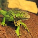 이구아나 이미지