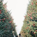 제주 246 | 가성비 1시간 제주 스냅 매리골드 10만원 내돈내산 후기