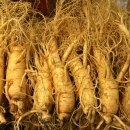 구부림농장 | 인삼관련 자료