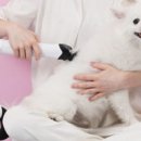 세븐펫 이미지