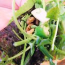 코스모스 막창 이미지