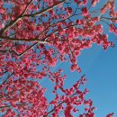 용답역 1번출구 | 서울 용답역 하동매실거리 매화 개화율 홍매화 위치와 주차 꿀팁