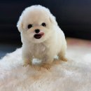 온사랑펫 이미지