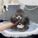 BICHON KOREA 이미지