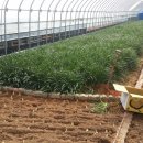 석산농장 이미지