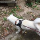 비봉진돗개 이미지