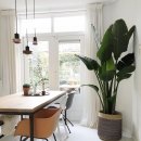 식물 인테리어 이미지