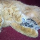 착한 고양이 이미지