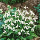 스노우드롭 이미지