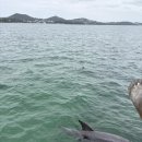 컴플릿짐 | 시드니여행DAY5,6 ( The Walrus, 포토스테판 투어- 대한관광, Nice cafe, 오크베일, Kingsleys...