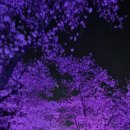다시가본 경주 벚꽃축제 1박2일 (23.03/31~04/1) 1 이미지