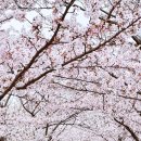 명품 벚꽃 길 이미지