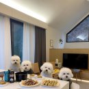 도그하우스 이미지