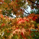 버스정류장 07-729 | 호남정맥 제5구간 구절재에서 추령까지 산행 후기