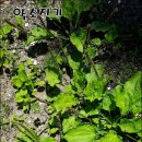 만성농장 이미지