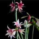 아마릴리스 이미지