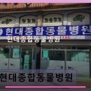 현대종합동물병원 - 원주시 신지정로 153-15 | 현대종합동물병원