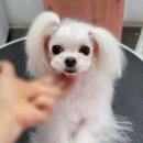 메리해피쫑 이미지