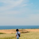황금보리 | 6월 제주도 가볼만한곳 가파도 황금보리 여행 후기