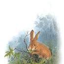 숲속이야기 이미지