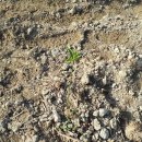 복둥이농장 이미지