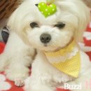 개털깎는집 이미지