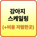 24시 위드유 동물의료센터 | 강아지 스케일링(+비용 저렴한곳) 🦷