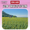 교동면 난정저수지 | [공지] 교동 난정해바라기정원 축제정보 관람팁과 실시간 후기까지