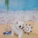 아보네 멍빌리지 이미지