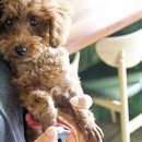 망고 애견 이미지