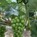 이삼농장 | [함안] 해온담농장 샤인머스켓 가지치기 및 봉지싸기(샤인머스켓 껍질이 질긴이유?)